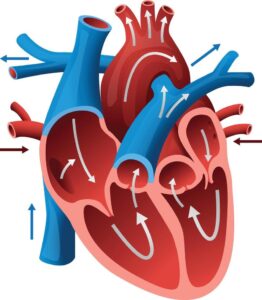 Строение сердца
